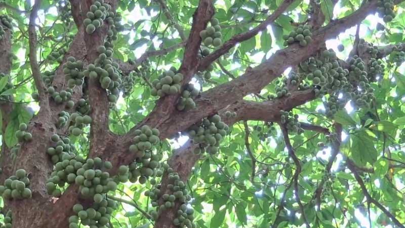 নরসিংদীতে লটকনের ফলন বিপর্যয়