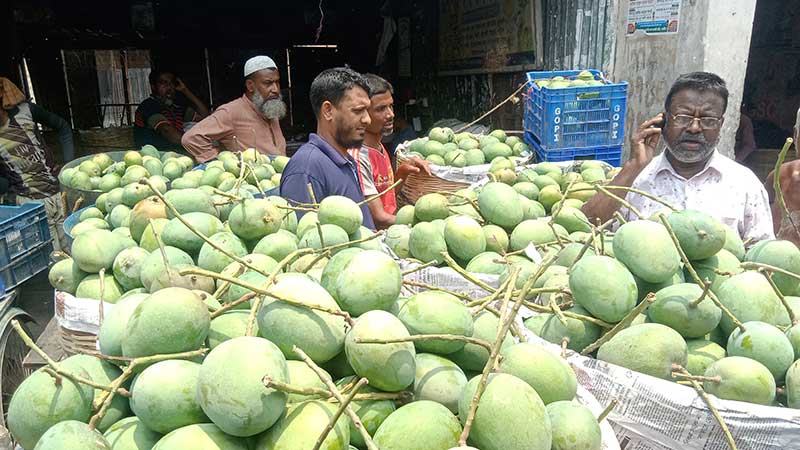 মৌসুমের শুরুতেই সাতক্ষীরায় আমের দাম কম, লোকসানের শঙ্কা