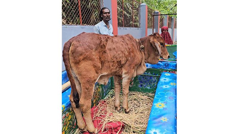চট্টগ্রামে শাহিওয়াল জাতের বাছুরই বেশি আক্রান্ত, মাংস ও দুধ উৎপাদন কমার শঙ্কা