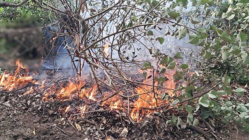 সুন্দরবনে ছড়িয়ে পড়ছে আগুন