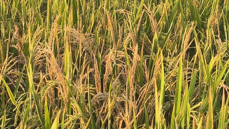 বোরো চাষে মাজরা পোকার আক্রমণ কীটনাশকেও মিলছে না প্রতিকার