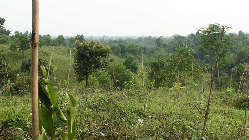লাউয়াছড়া উদ্যানের ৯ একর বনভূমি দখলমুক্ত