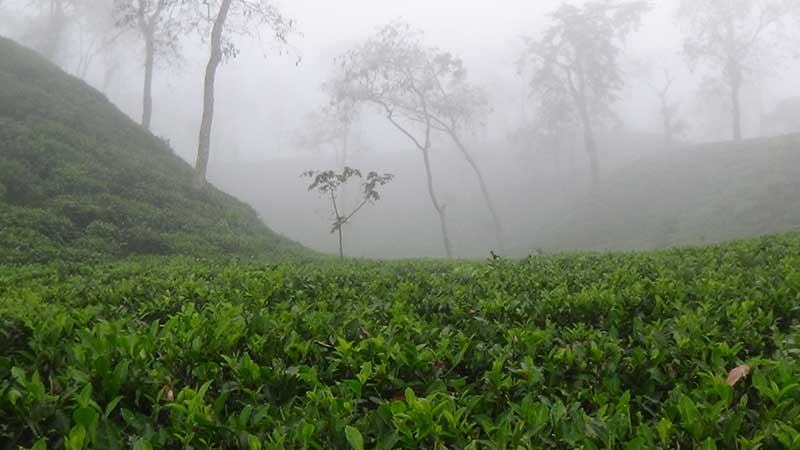 শ্রীমঙ্গলে তাপমাত্রা নামল ৯ ডিগ্রির ঘরে