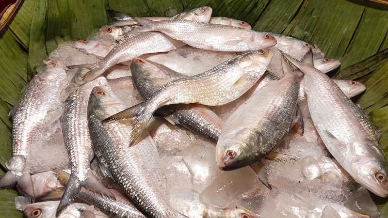 রাজশাহীতে ইলিশের দাম বেড়েছে কেজিতে ৪০০ টাকা