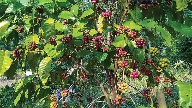 মৌলভীবাজারে পাহাড়ি টিলায় কফি চাষ