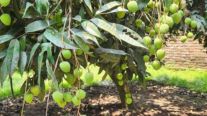আগামী সপ্তাহে বাজারে আসবে দিনাজপুরের লিচু