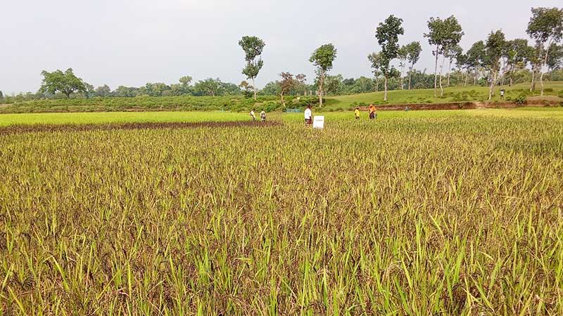 মৌলভীবাজারে এক জমিতে ১১ জাতের ধান চাষ