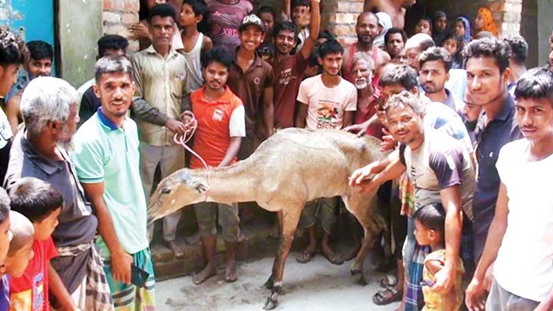পঞ্চগড়ে অসুস্থ অবস্থায় ধরা পড়ল ভারতের নীলগাই