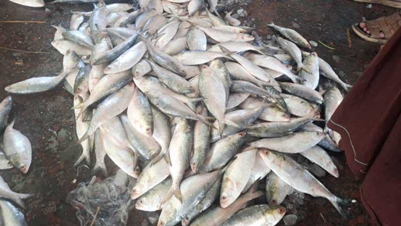 সাগর ও নদ-নদীতে জাটকা আহরণে আট মাসের নিষেধাজ্ঞা