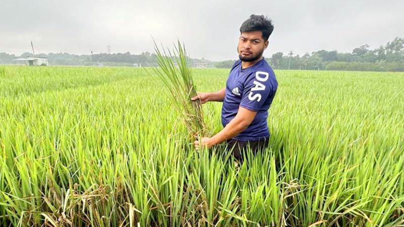 কৃষক পর্যায়ে কমেছে নিজস্ব বীজ উৎপাদন, বাজারনির্ভরতা বাড়ায় বিলুপ্ত হচ্ছে স্থানীয় ফসল