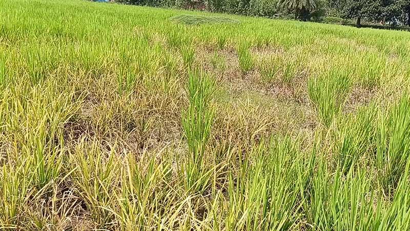 হিলিতে আমনে পোকার আক্রমণ, ফলন বিপর্যয়ের শঙ্কা কৃষকের