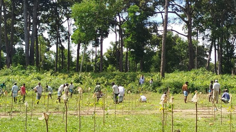 চট্টগ্রাম অঞ্চলে বেদখল ৫৫ হাজার একর বনভূমি