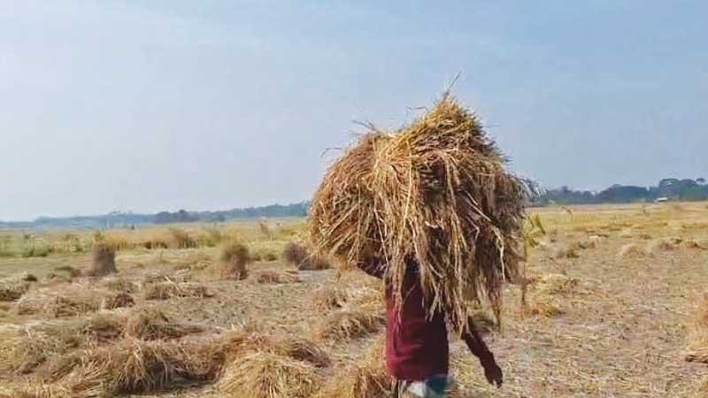 বরিশাল বিভাগে আমনের উচ্চ ফলন হলেও দাম নিয়ে শঙ্কা কাটছে না কৃষকের