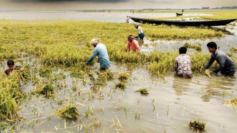 হাওরে ধান কাটতে গিয়ে চা শ্রমিকের মৃত্যু
