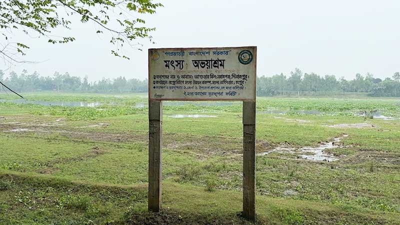 দখল-দূষণ ও নিষিদ্ধ জালে হুমকির মুখে আশুরার বিলের জীববৈচিত্র্য