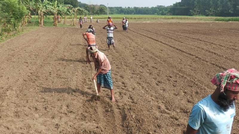 কুষ্টিয়ায় যৌথ খামারে চাষ হচ্ছে ক্যাপসিকাম