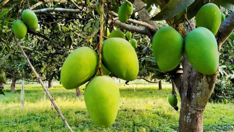 চাঁপাইনবাবগঞ্জে ২ হাজার কোটি টাকার আম বাণিজ্যের সম্ভাবনা