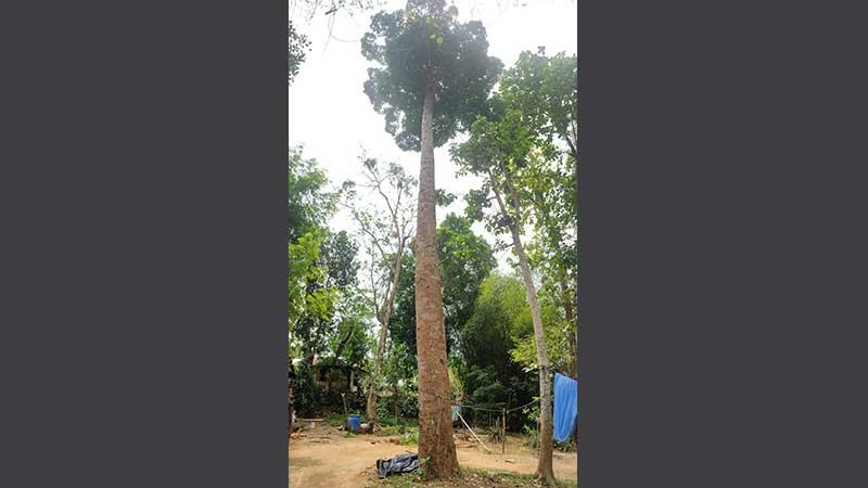 পাহাড়ি বনে অস্তিত্ব টিকিয়ে রাখা বৈলাম বৃক্ষ