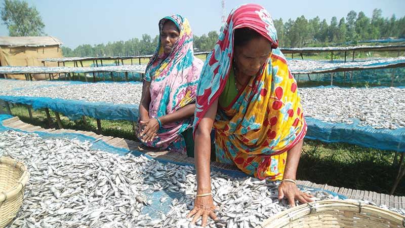 সিরাজগঞ্জে শুঁটকি উৎপাদন বাড়লেও মিলছে না কাঙ্ক্ষিত দাম