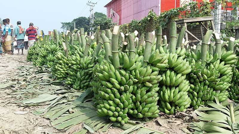 গাইবান্ধায় বাড়ছে কলার বাণিজ্যিক আবাদ