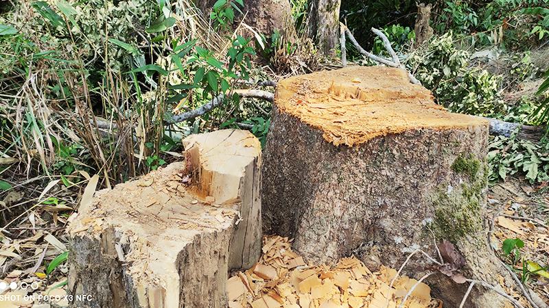 ধ্বংসের পথে দেশের একমাত্র ‘কুমারী বন’