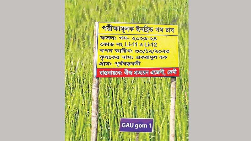 উচ্চ লবণাক্ততাসহিষ্ণু ও পুষ্টিসমৃদ্ধ গমের নতুন জাত উদ্ভাবন