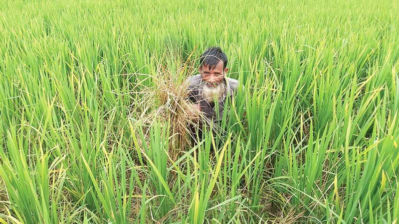 গাইবান্ধায় ইঁদুরের উপদ্রবে নষ্ট হচ্ছে আমন ধান দুশ্চিন্তায় কৃষক