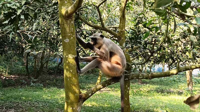 ঝিনাইদহে সামাজিক বনে খাদ্য সংকট, ঝুঁকিতে জীববৈচিত্র্য