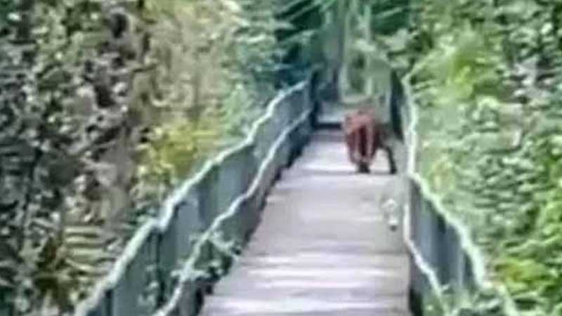 সুন্দরবনের হাড়বাড়িয়া পর্যটন কেন্দ্রে দেখা মিলল বাঘের