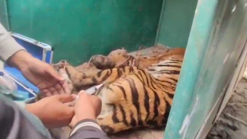 সুন্দরবনে হরিণ ধরার ফাঁদে আটকা পড়া রয়েল বেঙ্গল টাইগার উদ্ধার