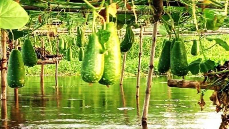 নবীনগরে জলাবদ্ধ জমিতে মাচায় সবজি আবাদ
