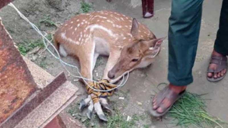 লোকালয় থেকে সুন্দরবনের মায়াবী হরিণ উদ্ধার