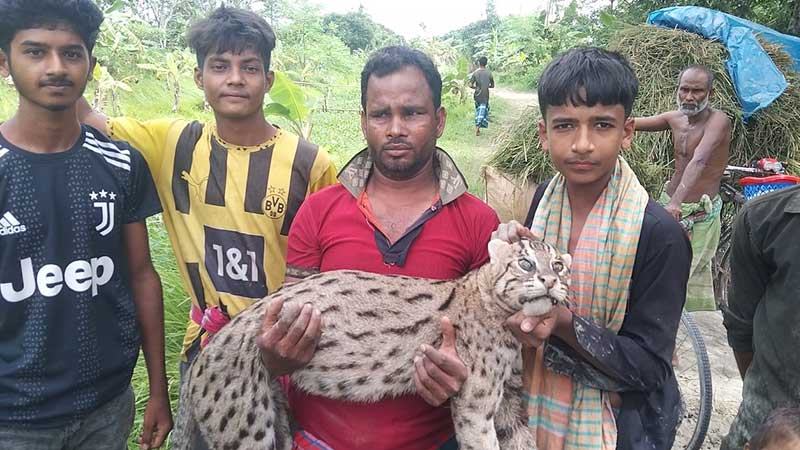 ঝিনাইদহে মানুষের হাতে প্রাণ হারাচ্ছে বন্য ও জলজ প্রাণী