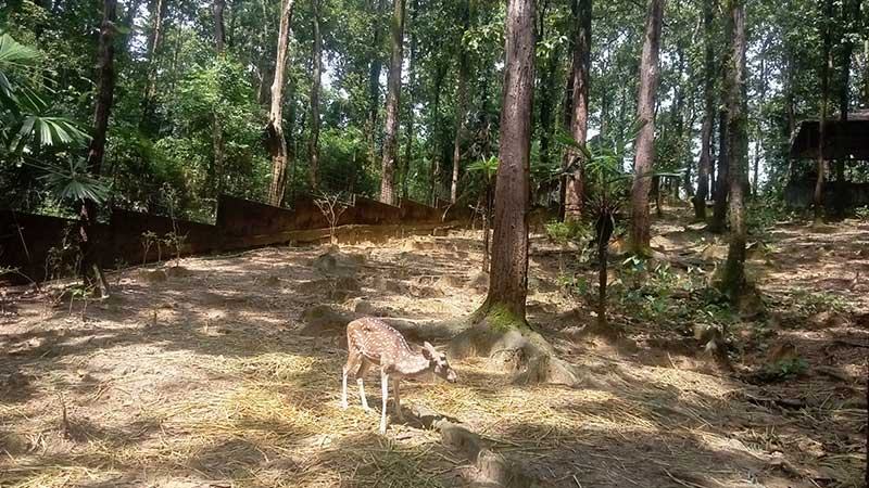 সিলেটে অব্যবস্থাপনায় ধুঁকছে টিলাগড়
