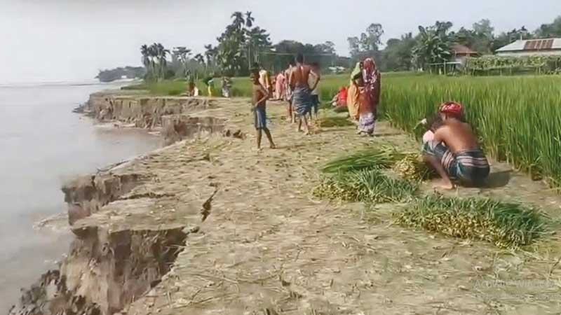 ব্রহ্মপুত্রের ভাঙন থেকে ফসল বাঁচাতে কাটা হচ্ছে কাঁচা-পাকা ধান, নদীগর্ভে ভিটেমাটি