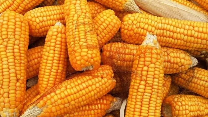 ফ্রান্সে অনাবৃষ্টিতে ভুট্টার ফলন নিয়ে উদ্বেগ