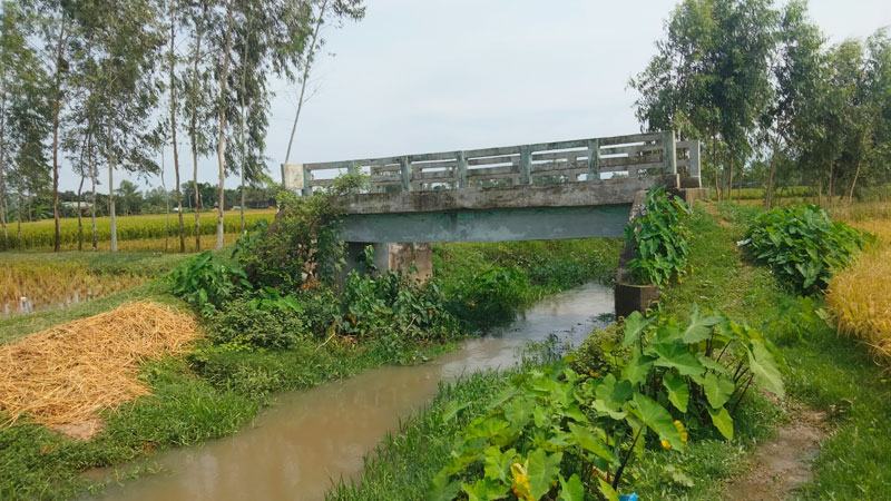 ধান খেতের মাঝে সেতু