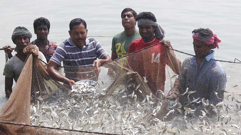 যশোরে মাছ উৎপাদন বাড়লেও বাজারে দাম বেশি