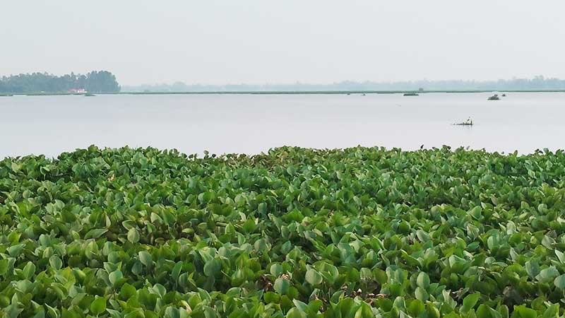 চারান বিলে বিলুপ্তির পথে দেশীয় প্রজাতির মাছ