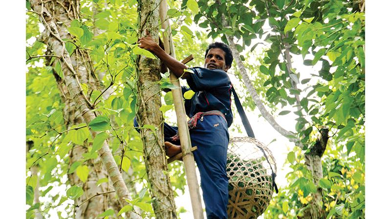 পানে পচন, ক্ষতির মুখে চাষীরা