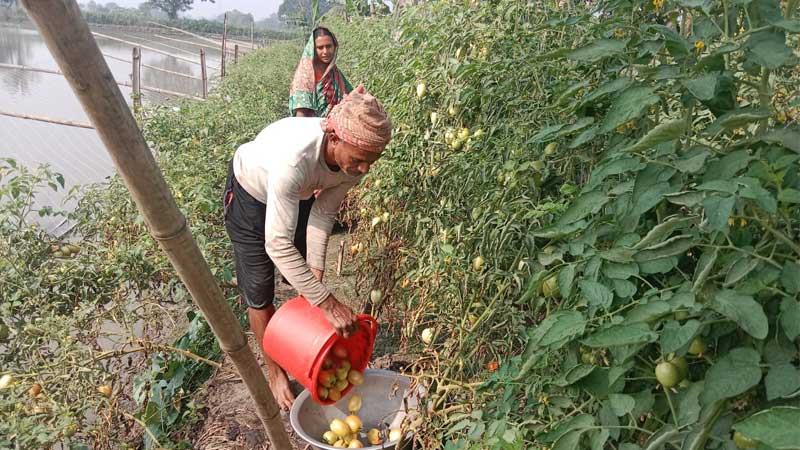 গোপালগঞ্জে পতিত জমিতে টমেটো চাষ
