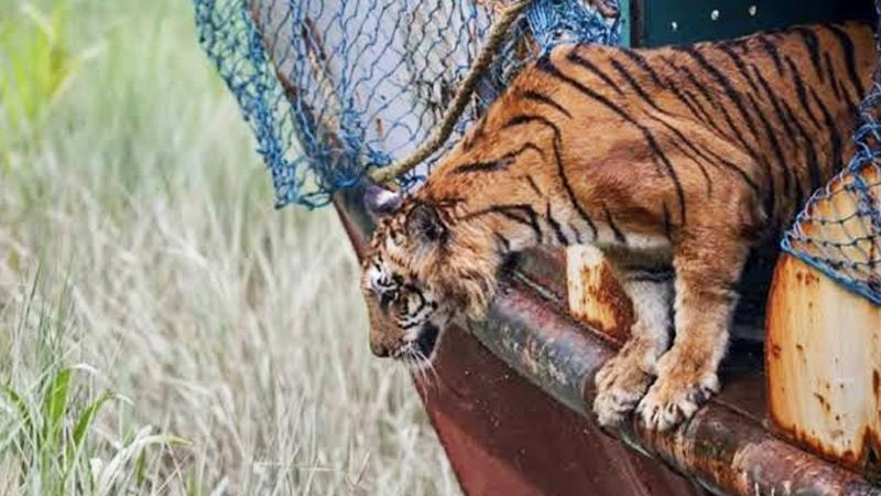 সুস্থ হয়ে বনে ফিরল ফাঁদে আটকে পড়া বাঘিনী