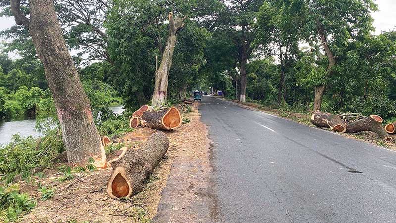 চট্টগ্রাম-কাপ্তাই সড়ক প্রশস্ত করতে কয়েকশ গাছ কাটা হলেও সরানো হয়নি বৈদ্যুতিক খুঁটি
