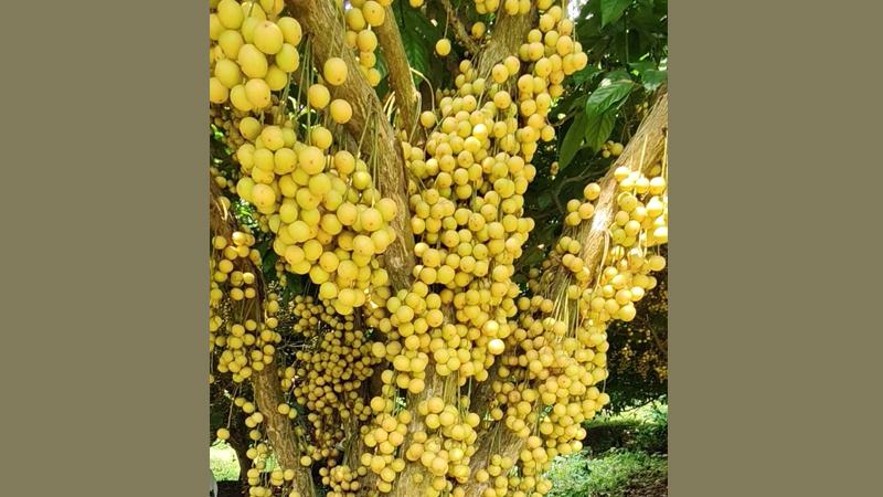 গাছে গাছে হলুদের মেলা