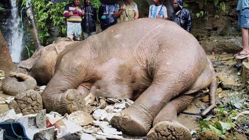 মারা গেছে পাহাড় থেকে পড়ে আহত মা-হাতিটি