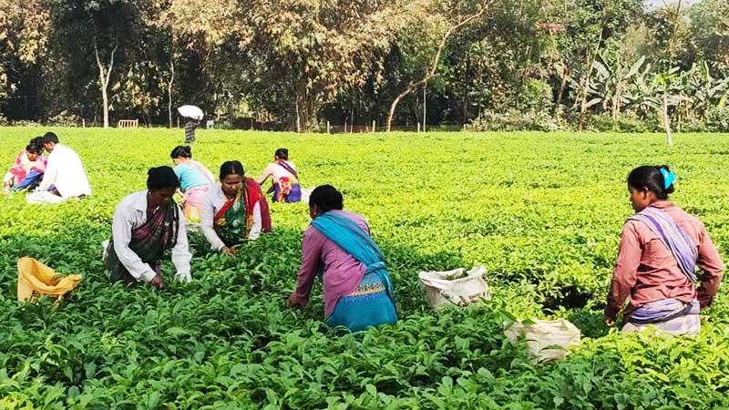 ধানের জেলা দিনাজপুরে বাড়ছে চা বাগান
