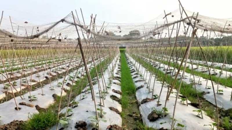 ব্রাহ্মণবাড়িয়ায় মালচিং পদ্ধতিতে শসা চাষ