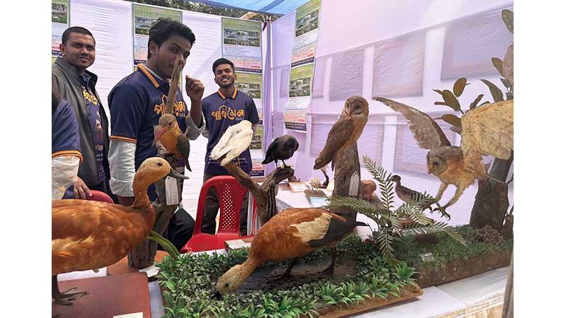 মমি হয়ে ফিরেছে বিলুপ্তপ্রায় পাখি