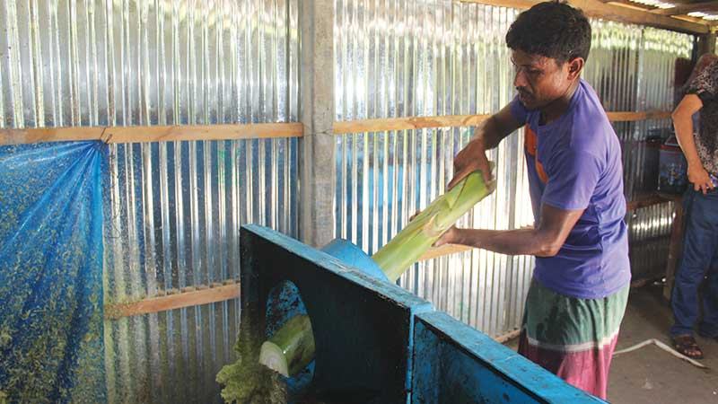 গাইবান্ধায় কলাগাছ দিয়ে তৈরি হচ্ছে গোখাদ্য
