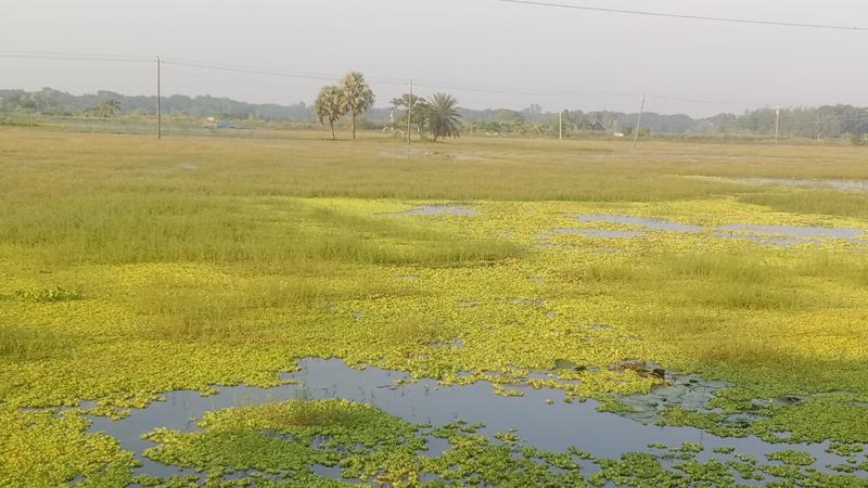 জলাবদ্ধতায় আমন চাষ হয়নি সাতক্ষীরার সাড়ে ১২ হাজার হেক্টর জমিতে